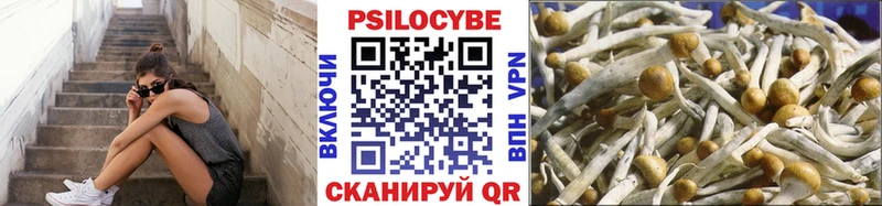Купить где  Дмитриев  Галлюциногенные грибы Psilocybine cubensis 